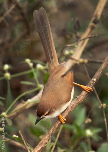 Wallpaper Mural Yellow-eyed babbler at Bhigwan bird sanctuary Maharashtra Torontodigital.ca