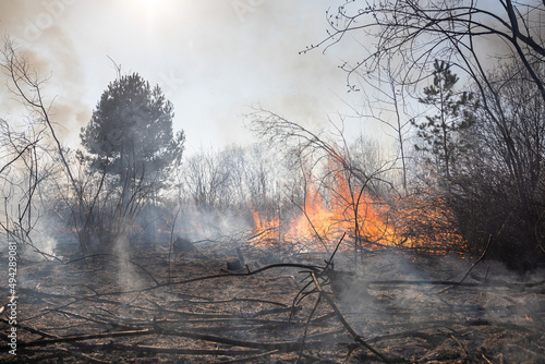 Feldbrand und Waldbrand nach langer Trockenheit