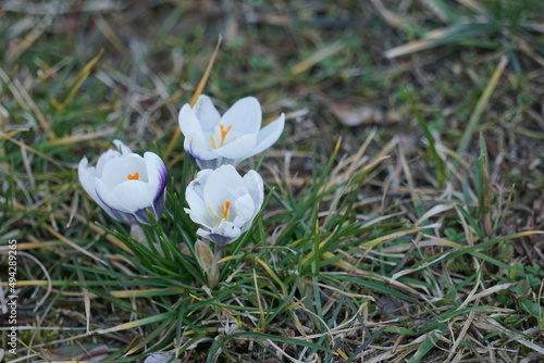 Krokus - Szafran wiosenny, gatunek bulwiastej byliny należącej do rodziny kosaćcowatych. piękny kwiat o różnych kolorach i odmianach. Dziko rosnący w Europie środkowej i południowej.