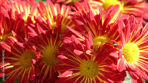 Red-yellow Chrysanthemum on a blurry background . Beautiful flowers chrysanthemums  autumn in the garden close-up. Chrysanthemum red and yellow natural beauty. Flower head.