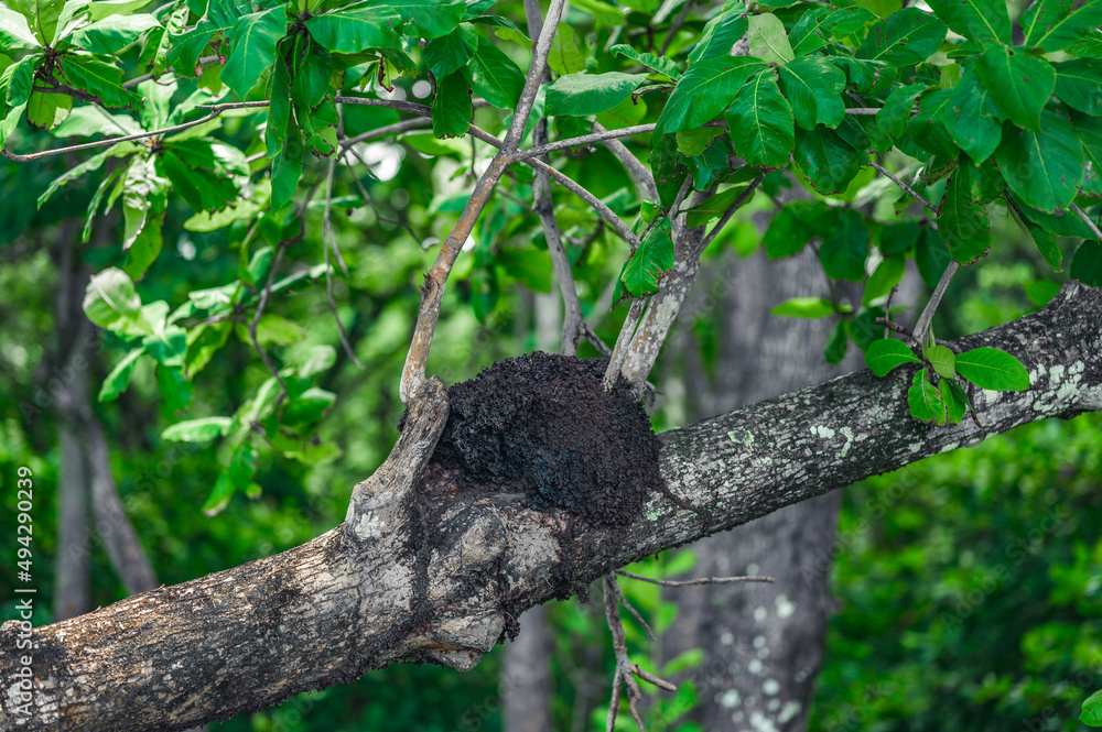 Termite mound on tree in wild nature jungle
