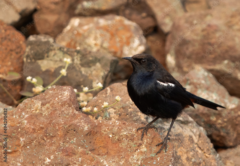 Obraz premium Indian Robin on the rock at Bhigwan bird sanctuary Maharashtra