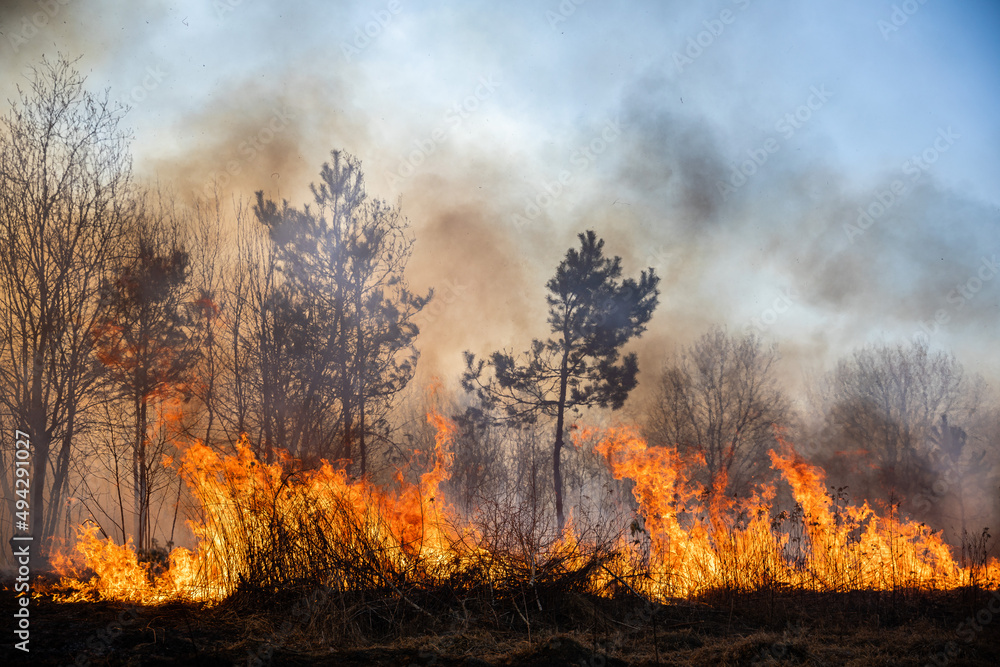 Fototapeta premium Feldbrand und Waldbrand nach langer Trockenheit