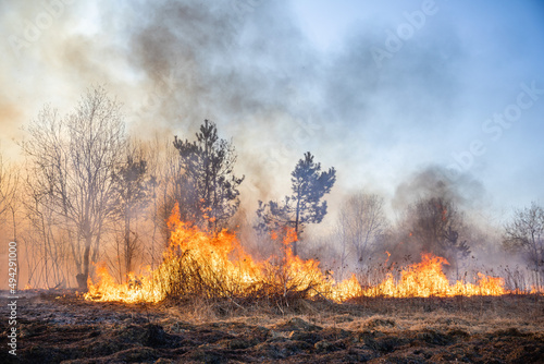Valokuvatapetti Feldbrand und Waldbrand nach langer Trockenheit
