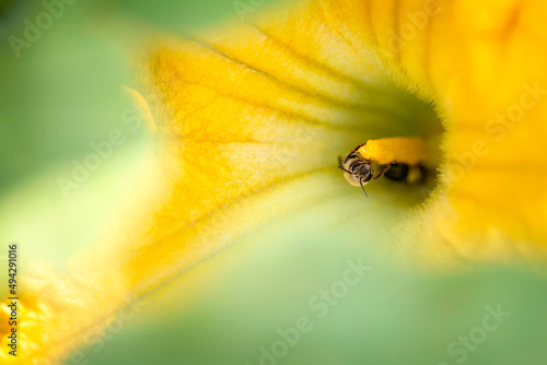 Bees in Squash flower