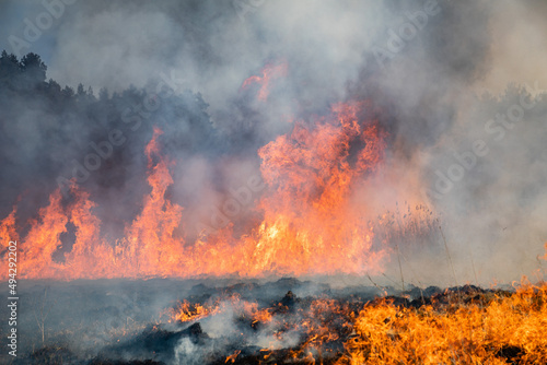 Wallpaper Mural Feldbrand und Waldbrand nach langer Trockenheit Torontodigital.ca