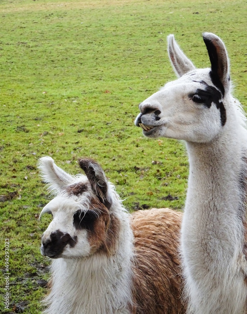 Small and large llama in close up.