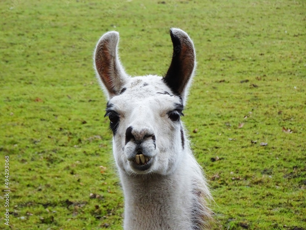 White llama in close up, portrait.