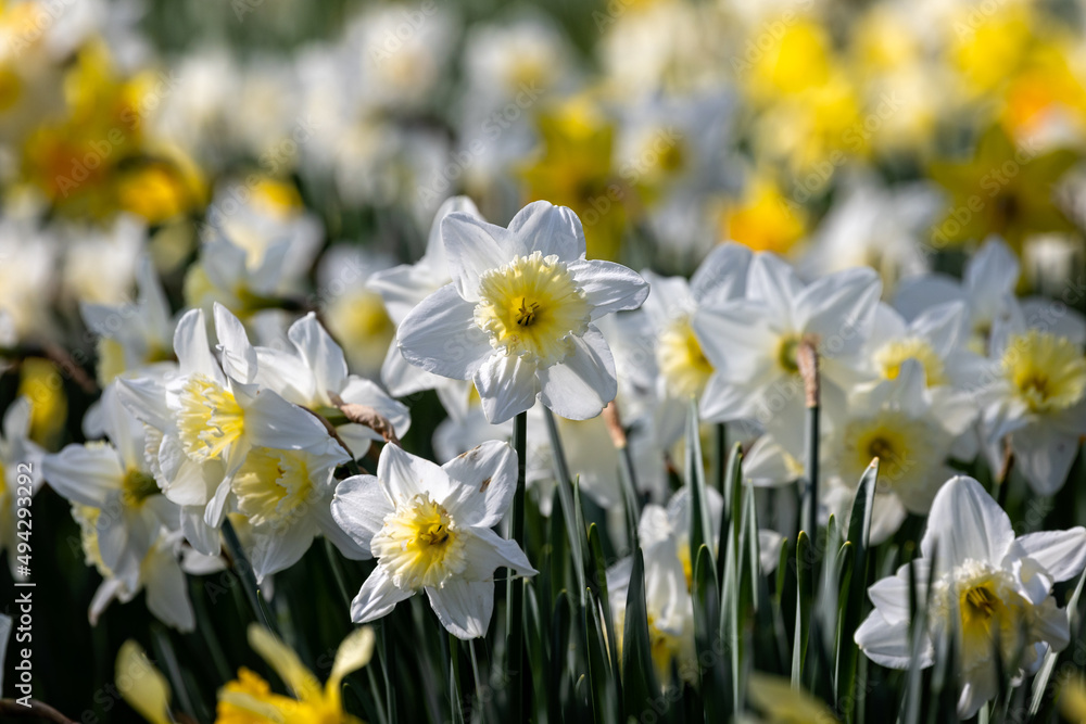 Close up of cluster of white daffodils against a background of yellow daffodils Close up of cluster of white daffodils against a background of yellow daffodils