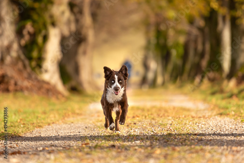 Fototapeta Naklejka Na Ścianę i Meble -  Beautiful Australian Shepherd dog is running through a tree avenue in the forest
