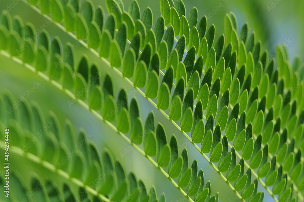 Fototapeta premium Spring background. Wallpaper and background. Sengon leaves. Green Sengon Albizia julibrissin. Leaves of Albizia Chinensis tree. Beautiful natural plant with bright green colours. Persian silk tree 