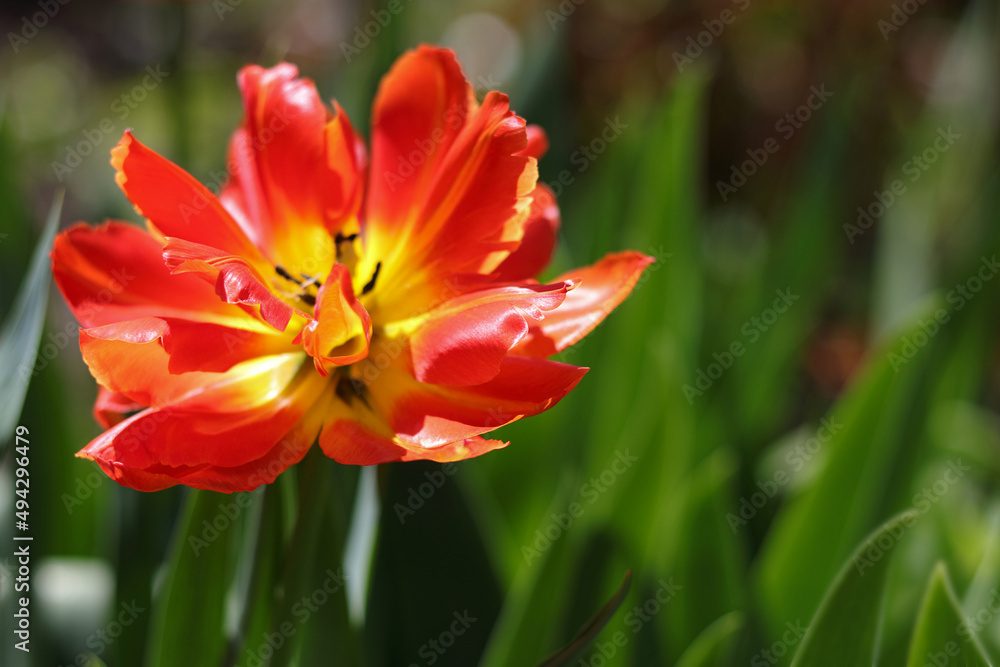 Selective focus.Bright red tulip flower bud. Warm jovial spring day. Typical scenery with tulips. Tulips background. Copy spaсe. Floral background. First spring flowers. Nature. Freshness. Ecology. 