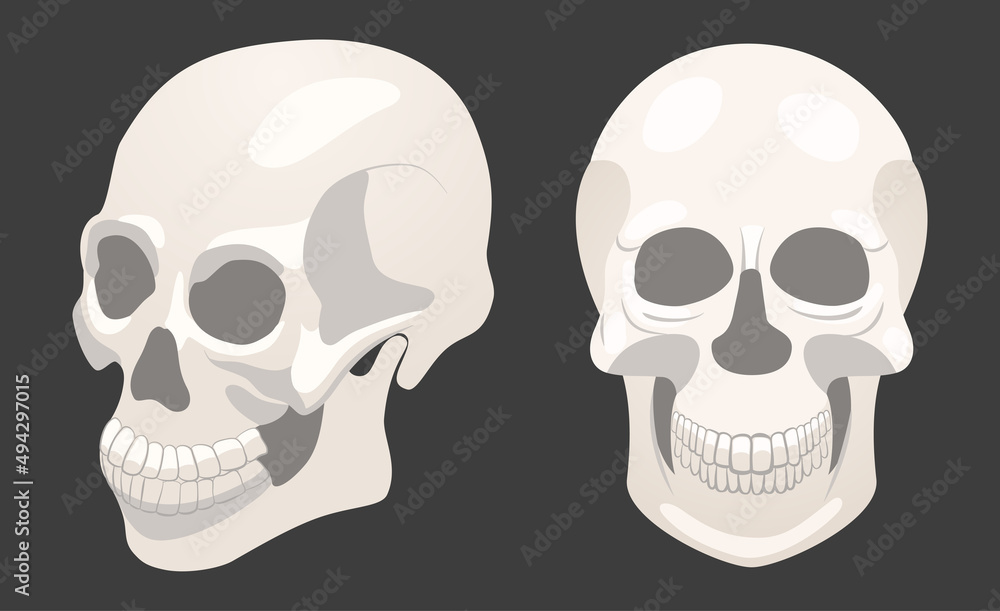 Illustration with two human skulls, full face and sideways.