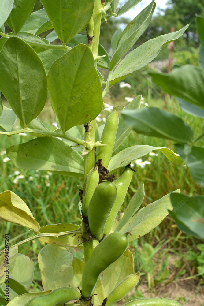 On the stem of the bean (Vicia faba) ripen pods On the stem of the bean (Vicia faba) ripen pods