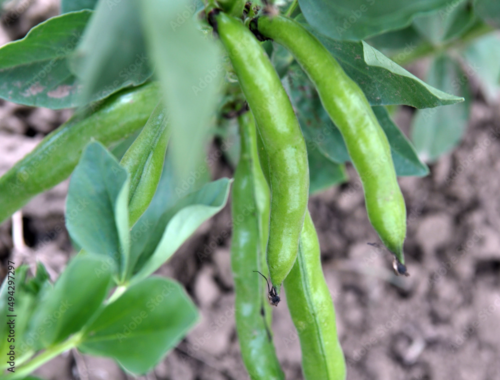On the stem of the bean (Vicia faba) ripen pods On the stem of the bean (Vicia faba) ripen pods
