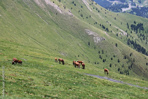 Herd of horses grazes in the wide expanses of the Alpine meadows