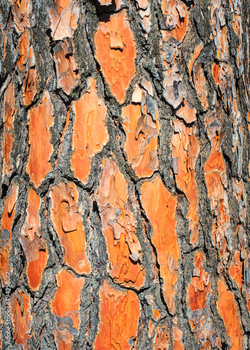 Corteza de un tronco de árbol