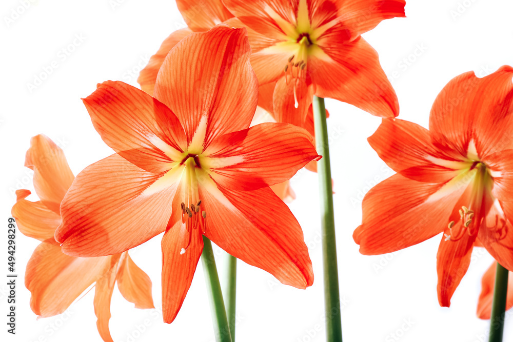Hippeastrum rutilum in full blooming on white background Hippeastrum rutilum in full blooming on white background