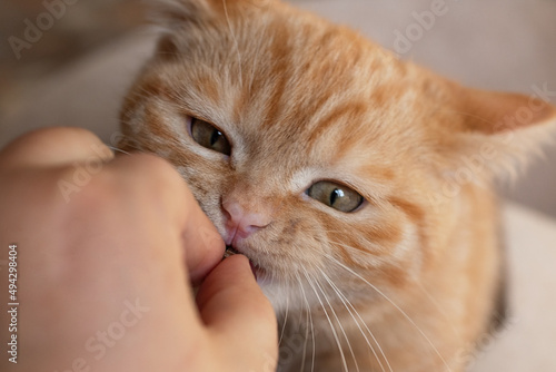 Funny cat try to bite his owner by the hand.