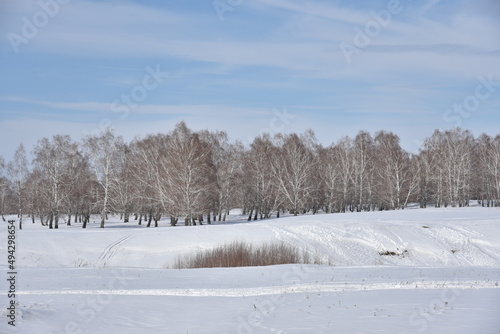 Winter forest and snow in the field during the day