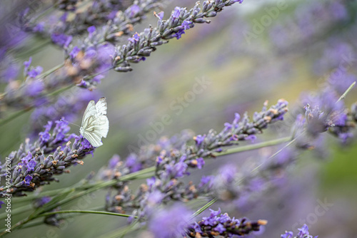 white butterfly on purple lavender.