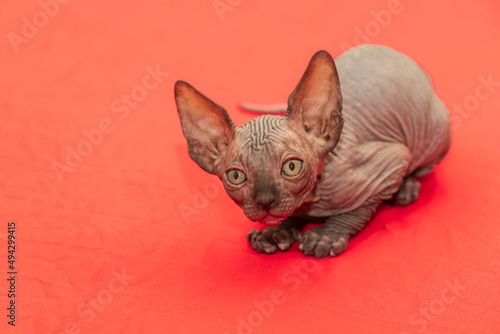 Sphynx cat - a small two-month-old kitten. Hairless cat breed © Roman Bjuty