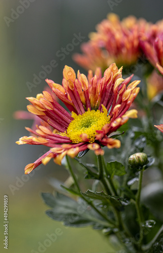 Fresh bright special chrysanthemums.  Background for a beautiful greeting card. Autumn and summer flowers in the garden. Flowering yellow  and orange chrysanthemum. Close up detail with lovely bokeh.