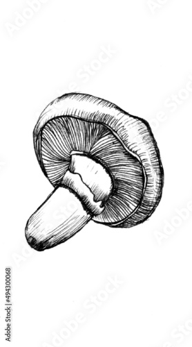 hand drawn mushroom