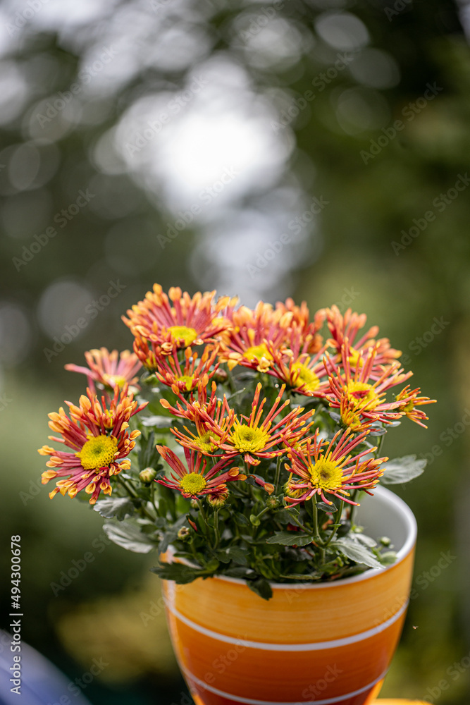 Fresh bright special chrysanthemums. Background for a beautiful greeting card. Autumn and summer flowers in the garden. Flowering yellow and orange chrysanthemum. Close up detail with lovely bokeh. Fresh bright special chrysanthemums. Background for a beautiful greeting card. Autumn and summer flowers in the garden. Flowering yellow and orange chrysanthemum. Close up detail with lovely bokeh.