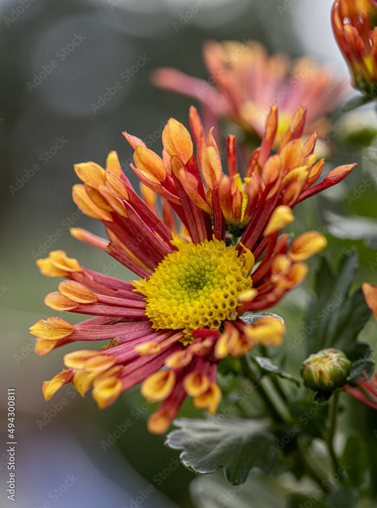 Fresh bright special chrysanthemums. Background for a beautiful greeting card. Autumn and summer flowers in the garden. Flowering yellow and orange chrysanthemum. Close up detail with lovely bokeh. Fresh bright special chrysanthemums. Background for a beautiful greeting card. Autumn and summer flowers in the garden. Flowering yellow and orange chrysanthemum. Close up detail with lovely bokeh.