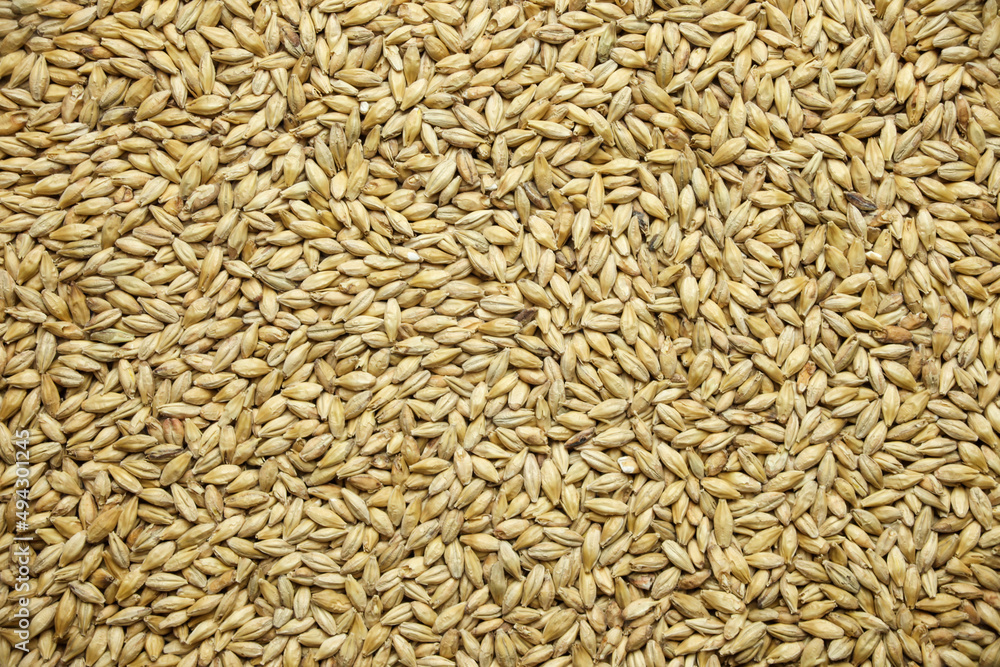 Pilsner malt flat lay photography, for beer making brewery Pilsner malt flat lay photography, for beer making brewery