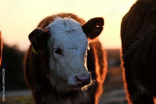 Valokuvatapetti Hereford calf with glow of sunset on cow farm.
