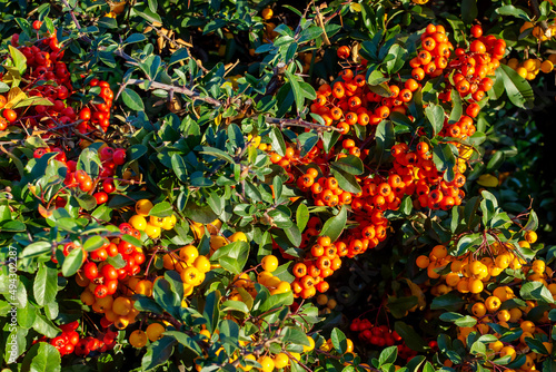 rowan berries sea buckthorn orange and yellow berries