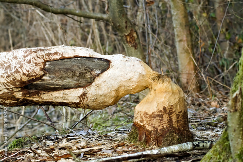 Old tree cut down by beaver