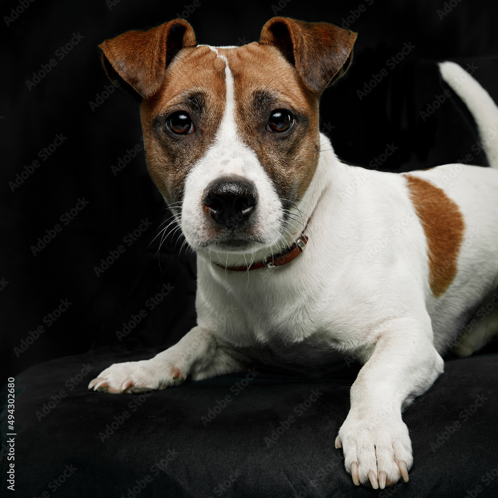 Jack Russell Terrier in front, isolated on a black background