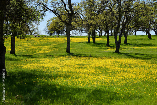 Spring Wildflowers in Meadow Near Lassen National Park, Calfornia
