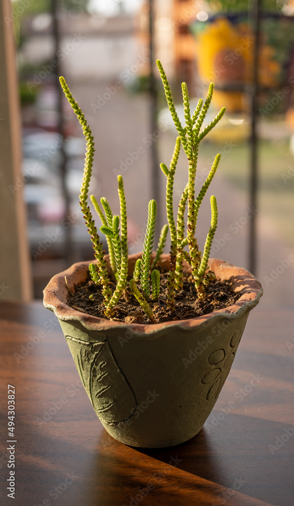 Crassula muscosa en maceta con balcón de fondo y edificios habitacionales a la luz del sol del atardecer de verano Crassula muscosa en maceta con balcón de fondo y edificios habitacionales a la luz del sol del atardecer de verano