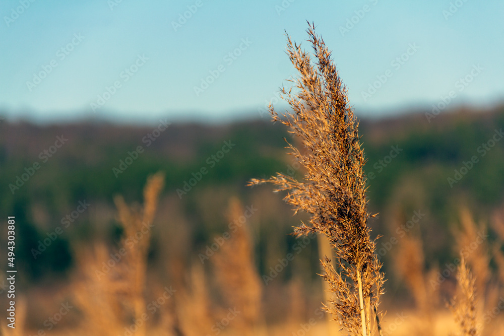 Fototapeta premium Blades of grass dry from the sun