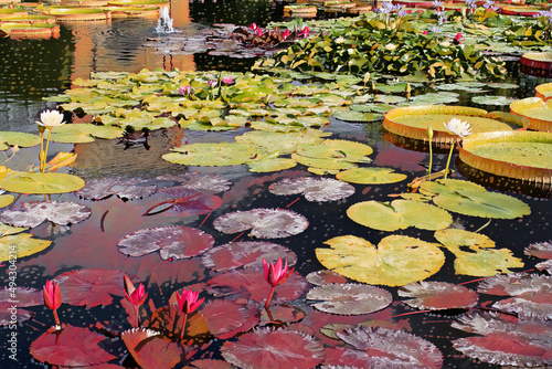 Large pond with different types of Lillies, and flowers in bloom. 