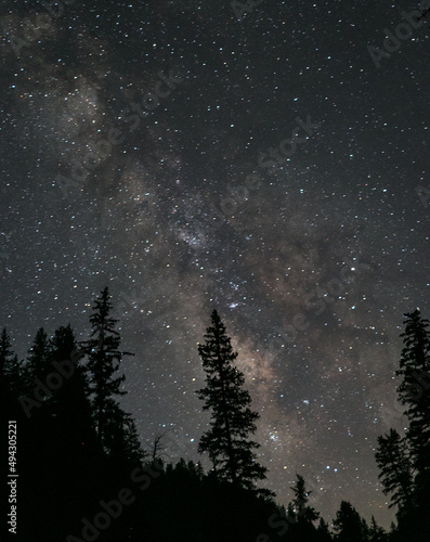 The Milky Way framed by the silhouettes of pine trees
