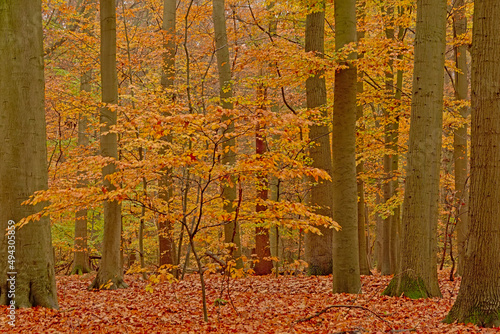 Young tree in between high trunks in an autumnal beech forest in the Flemish countryside. Makegemse bossen nature reserve photo