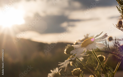 Daisies bask in the summer sun