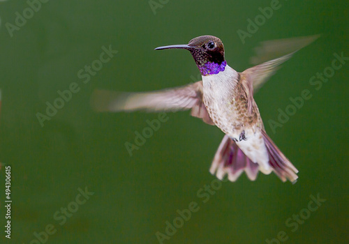 Hummingbird in Flight