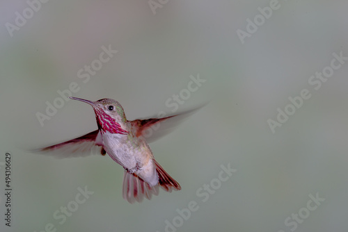Hummingbird in Flight
