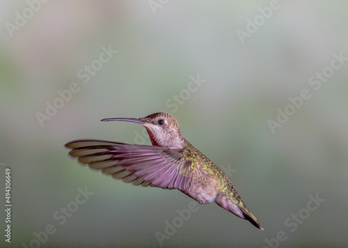 Hummingbird in Flight