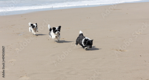 Schilderij op canvas Havanese puppy playing on the beach