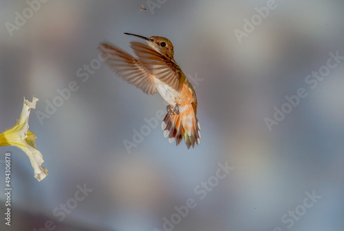 Hummingbird in Flight
