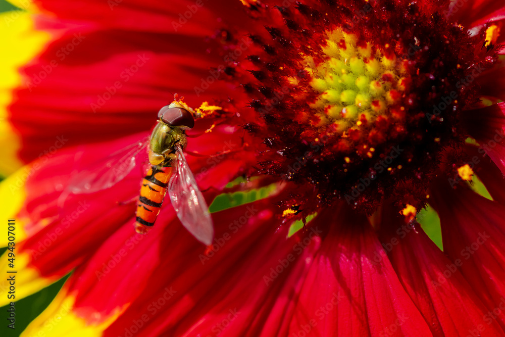 Naklejka premium bee on flower