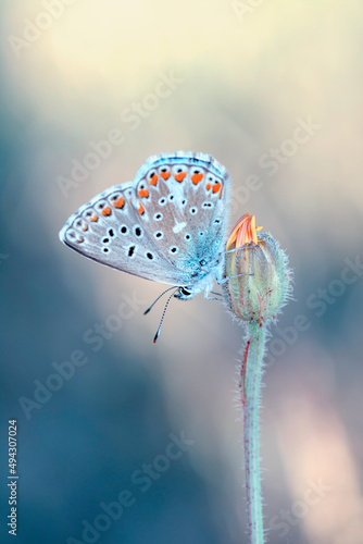 Macro shots, Beautiful nature scene. Closeup beautiful butterfly sitting on the flower in a summer garden.