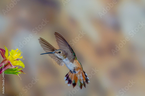 Hummingbird in Flight © Charles
